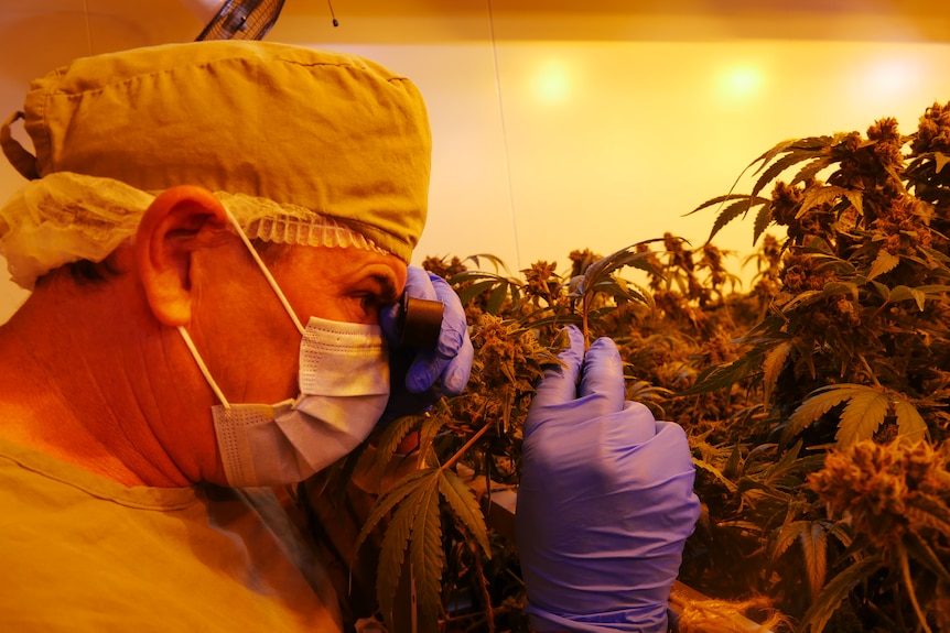 A man looks closely at a cannabis plant