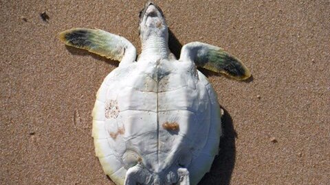 A dead turtle on a beach near Broome.