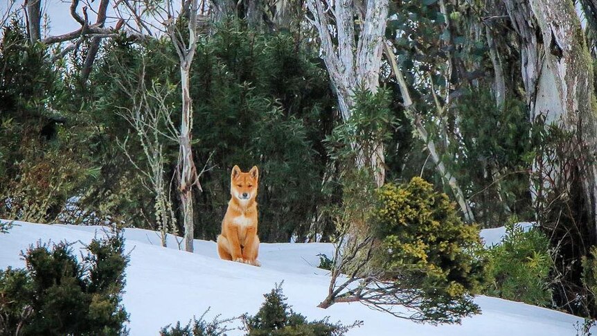 A dingo sits in the snow.