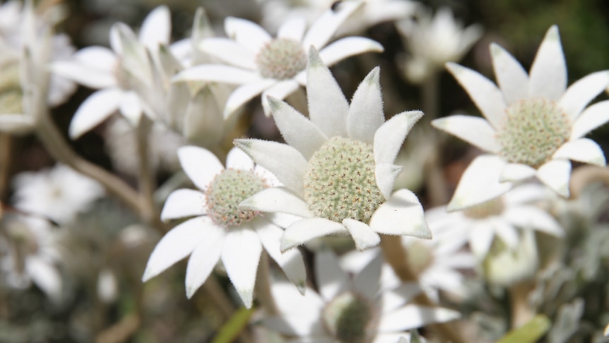 Close up of white flowers.