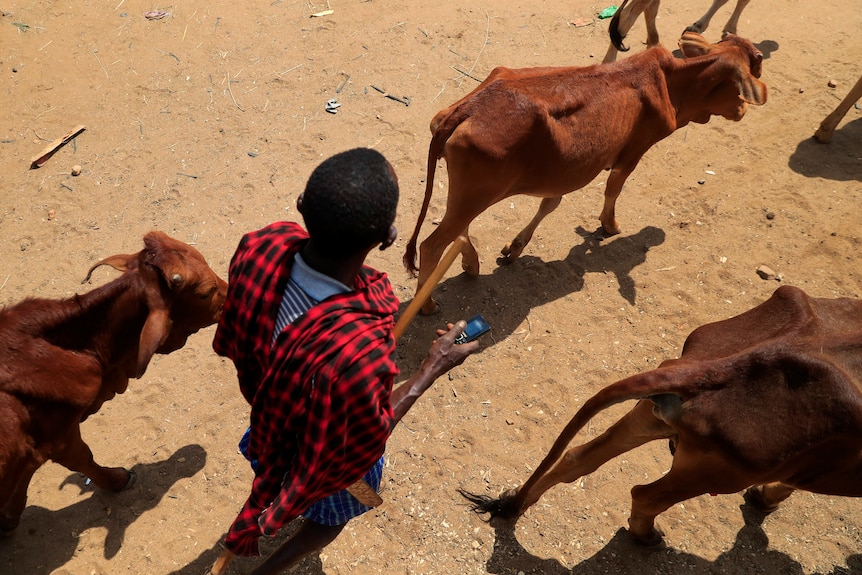A member of the Maasai pastoralist community escorts his emaciated cows.