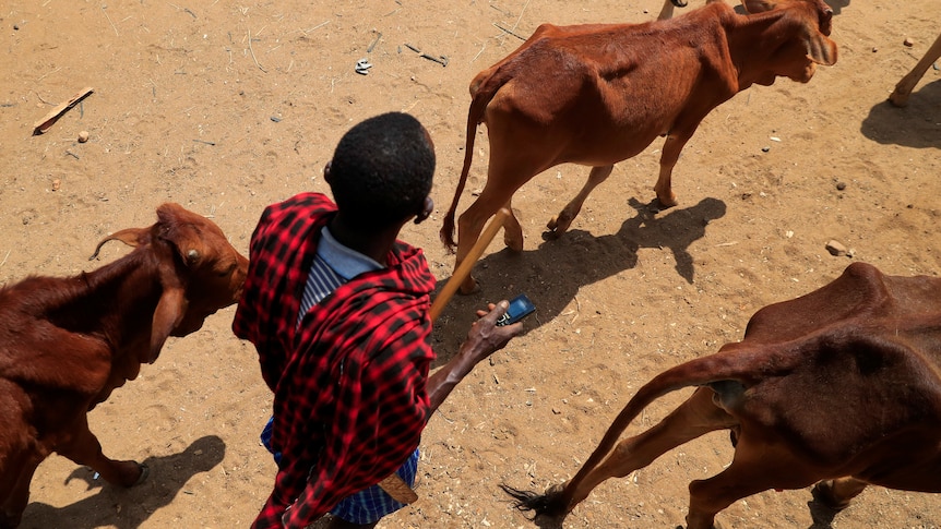A member of the Maasai pastoralist community escorts his emaciated cows.