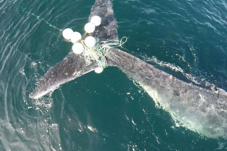 Whale entanglements in NSW waters hits new record prompting commercial  fishing mitigation - ABC News