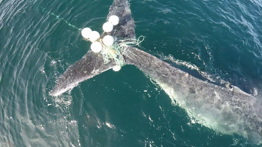 Whale tail with floats and ropes caught around it