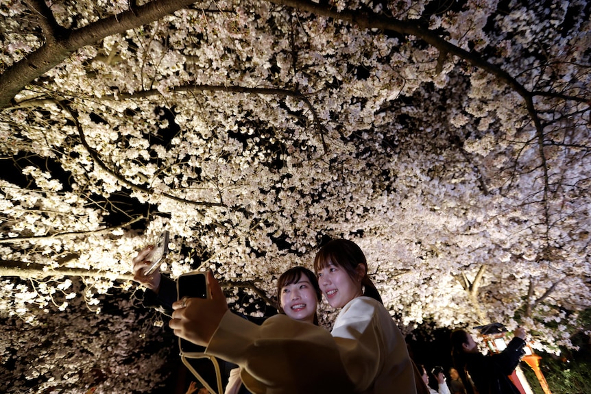 Tourists try to take a selfie under cherry blossoms in Japan.