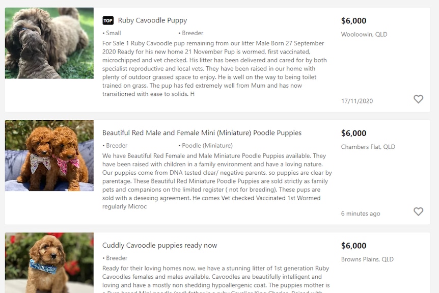 A screenshot of a online advertisements selling puppies for $6,000 each.