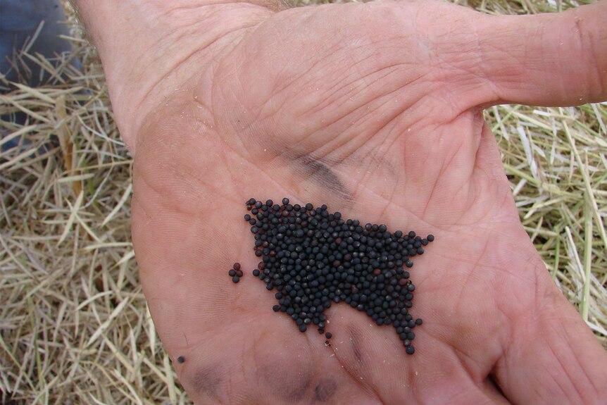A hand holds seed, it is black