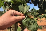 A Riverland wine grape grower showing damage to his vines from spray drift last year.