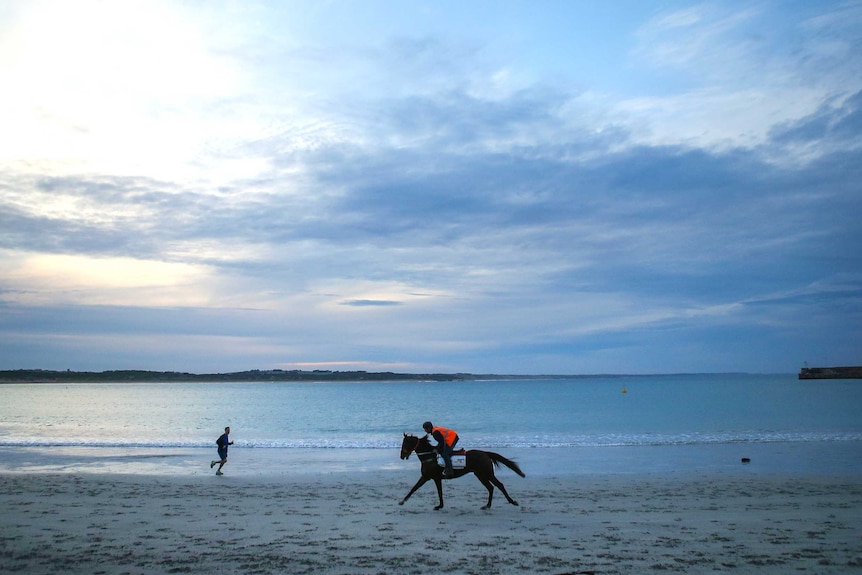 A wide angle shot of a horse galloping on a beach in Warrnambool
