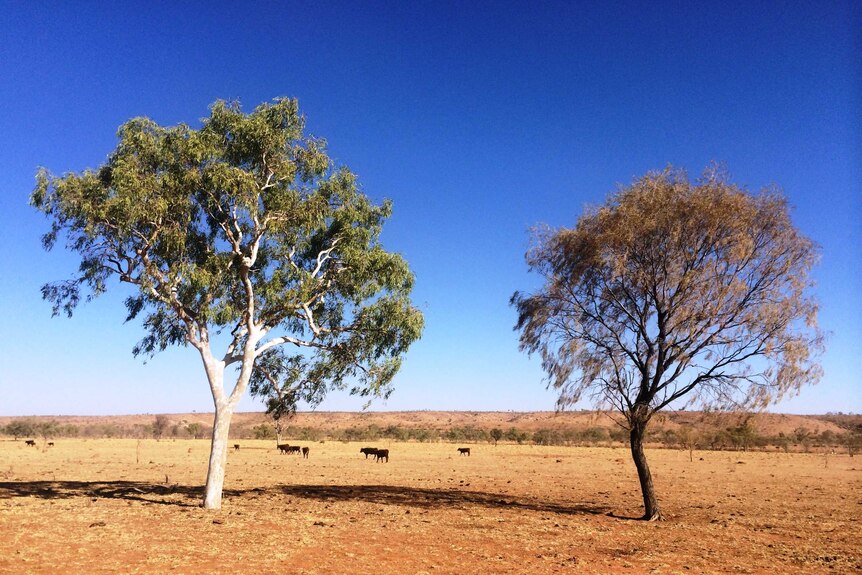 A very dry paddock with two trees.