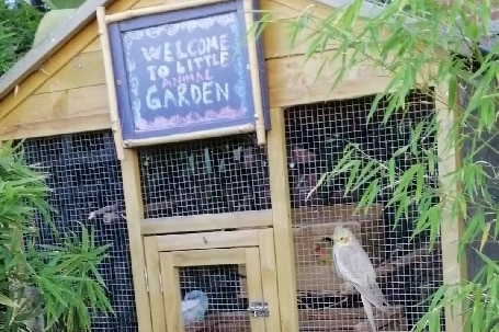A budgie and cockatiel sit inside a cage in shrubs at Footscray Park.