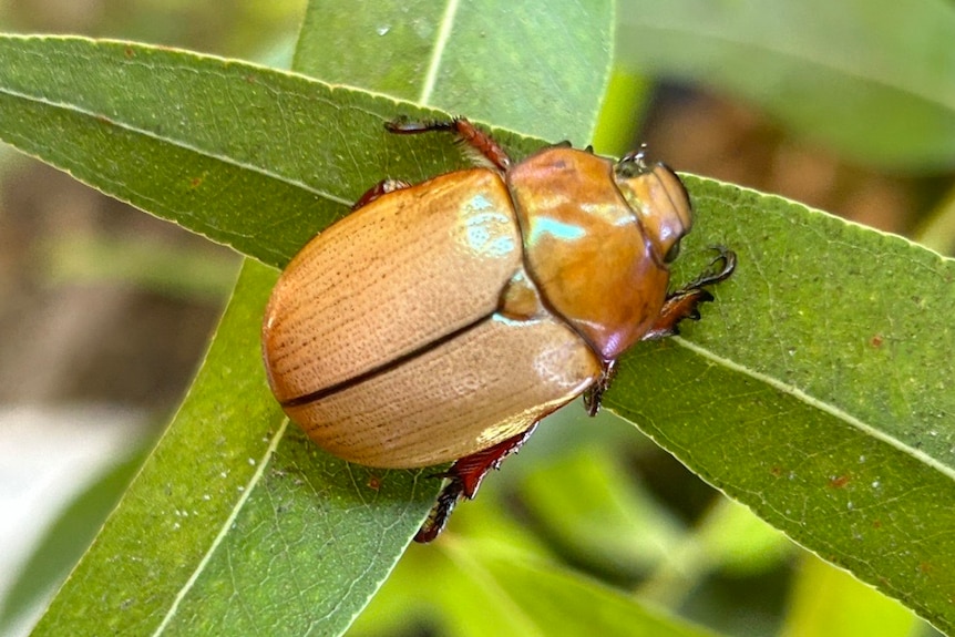 caramel coloured beetle on a leaf