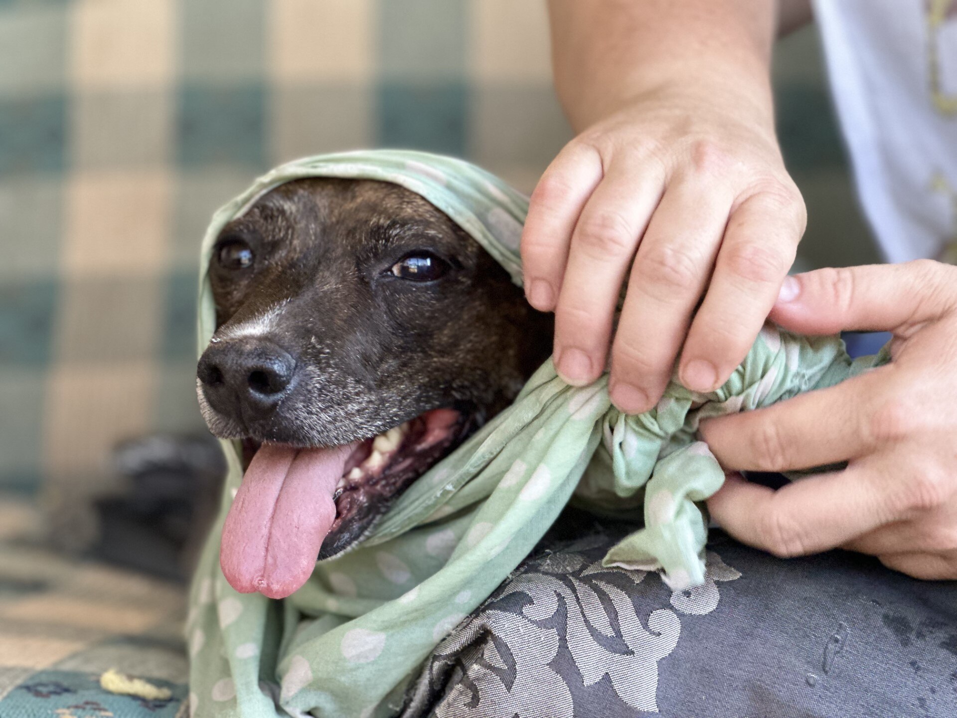 dog with tongue sticking out wrapped in wet cloths. 