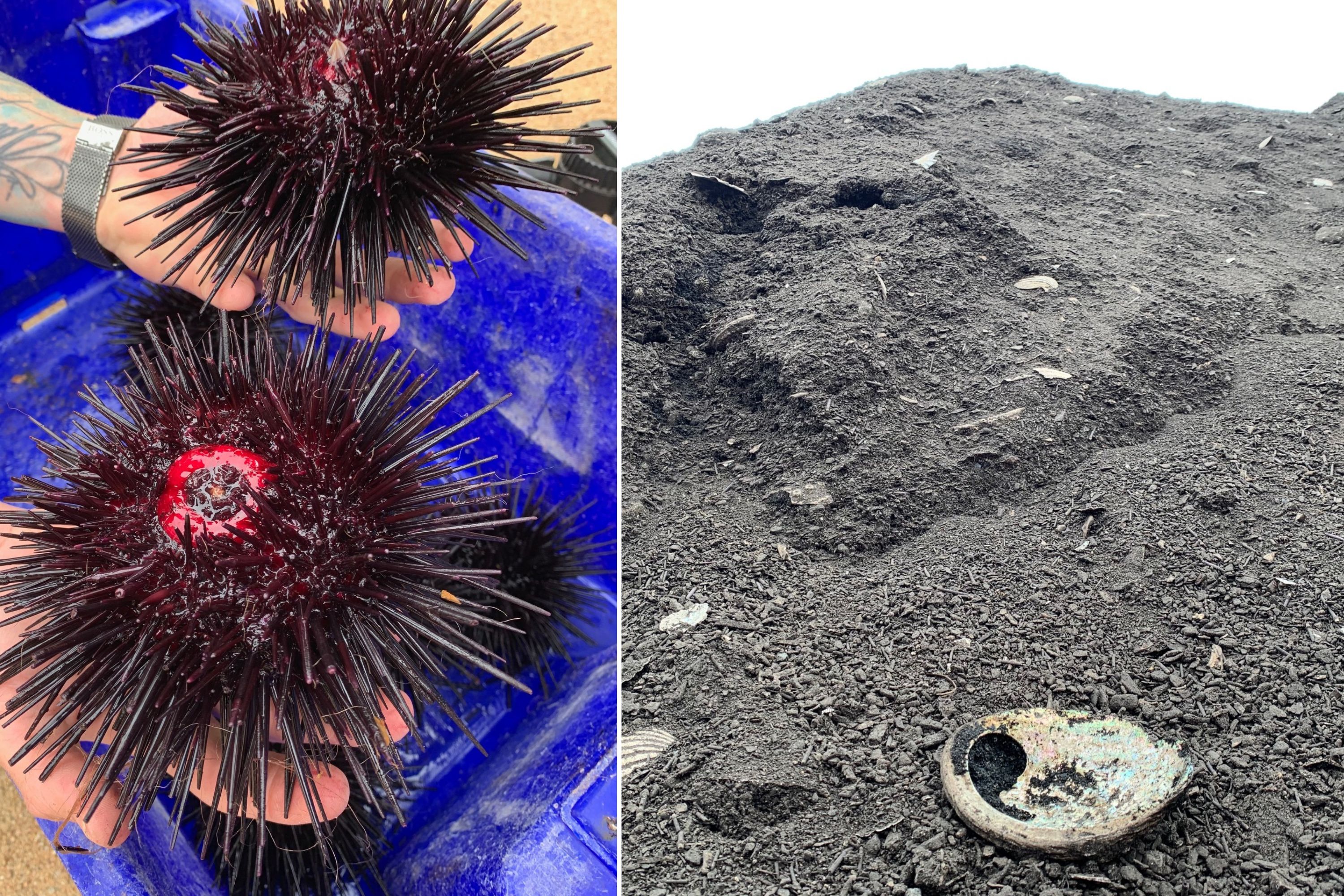 A collage of two images showing sea urchins and a pile of compost 