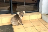The koala after it was ushered out of the accountant's office.