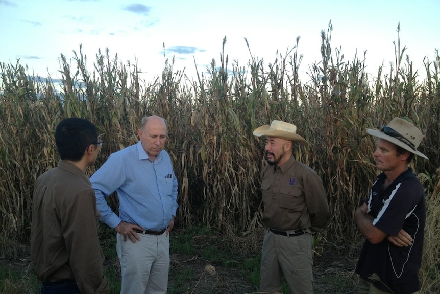 Sweet sorghum trial in Kununurra.