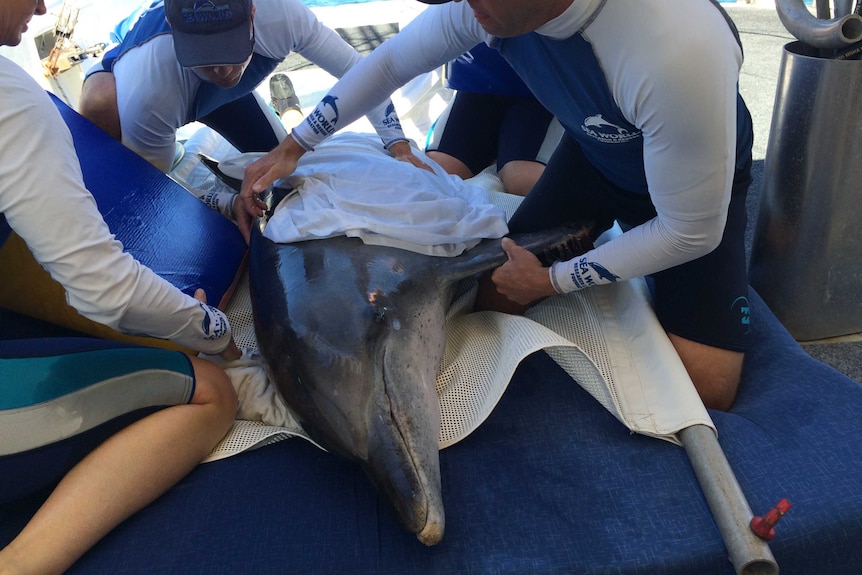 Sea World staff prepare to release a pregnant bottlenose dolphin back into the ocean