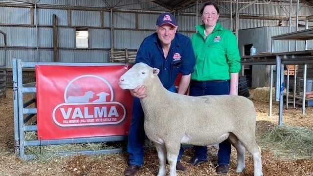 A male and a female breeder of a record breaking poll dorset ram stand behind the fine looking sheep