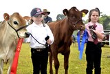 Young kids with cattle.