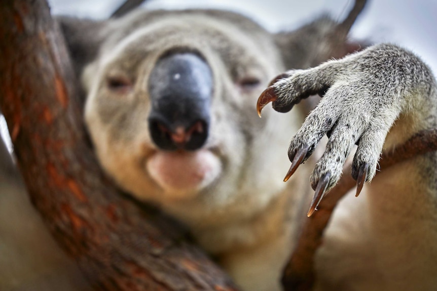 A close-up of a Koala claw (right) in sharp focus and in the background the out of focus Koala face staring at the camera
