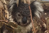 A koala looks distressed and sits on a felled tree branched surrounded by bulldozed land.