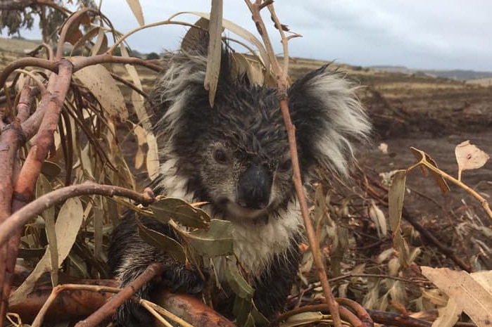 A koala looks distressed and sits on a felled tree branched surrounded by bulldozed land.