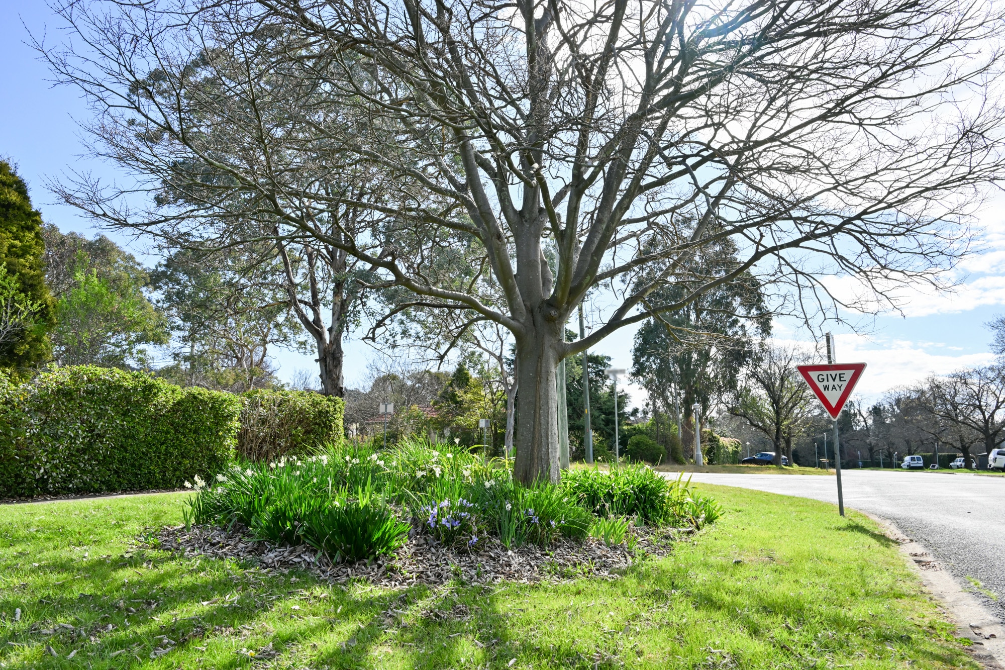 Shrubs growing around a street tree on a nature strip beside a road. 