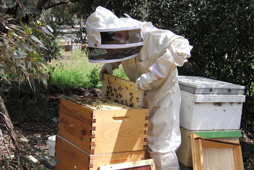 A teenager in a full body protective suit examines the bees in his flow hive