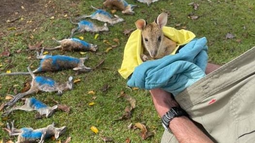 Fifteen wallabies bodies lying on grass.