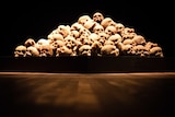 A pile of human-looking skulls