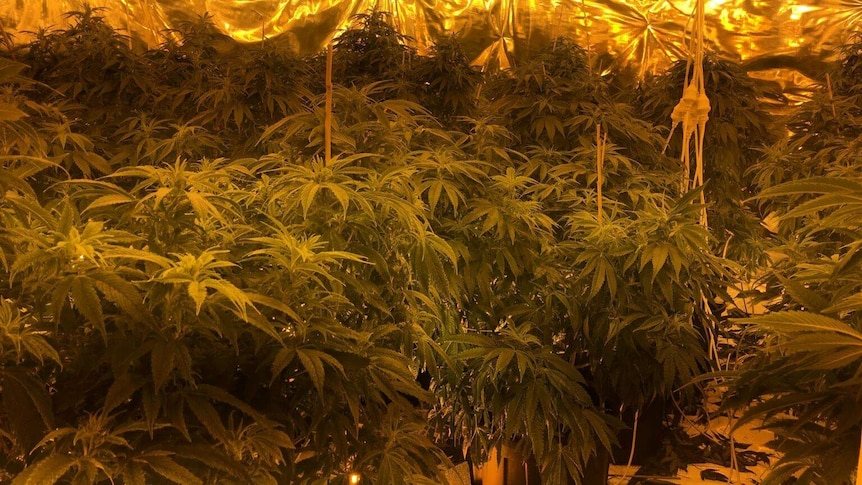 Police have seized more than $2 million worth of cannabis plants from Sydney's north west.