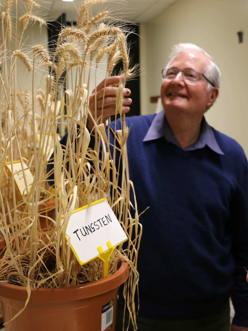 Ian Edwards inspects stems of tungsten wheat growing from a large brown pot plant indoors.