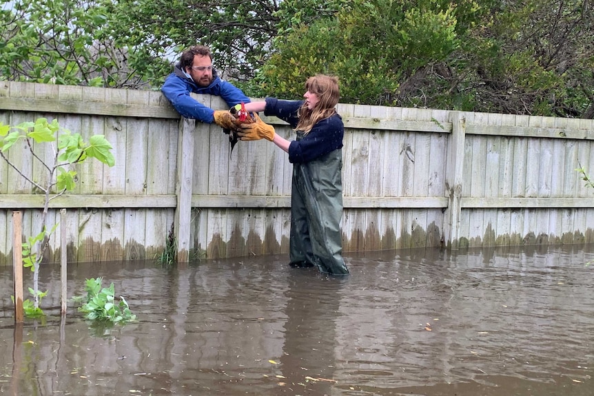 A woman wading in flood waters hands a chicken over a fence to a man.