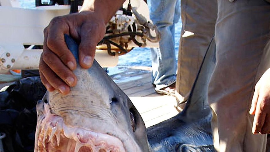 A man holds open the mouth of a shark believed to be behind an attack on tourists