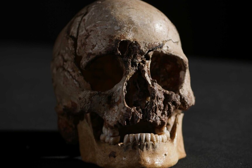 Cheddar Man's skeleton up close
