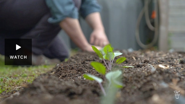 Person planting seedlings in a vegie garden. Has Video