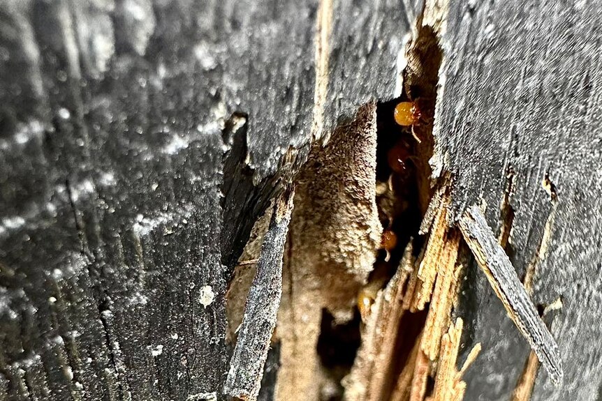 Small insects inside a damaged piece of wood