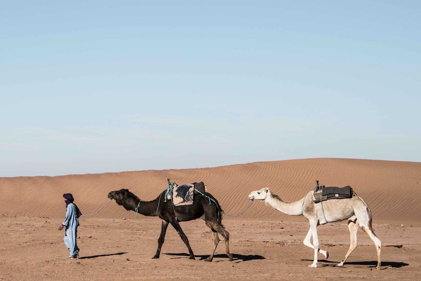 A man wearing a blue shirt walks two camels through the desert.
