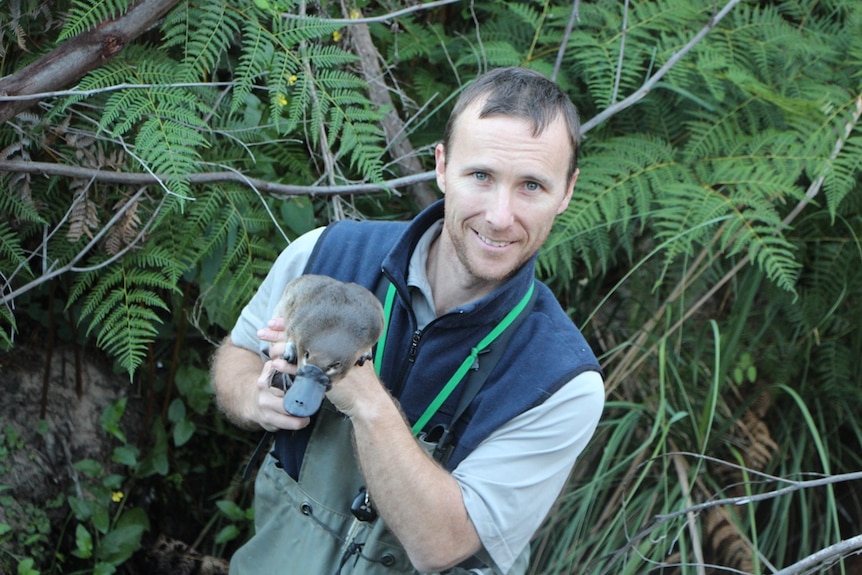 A wildlife ecologist in waders standing in a river holding a platypus