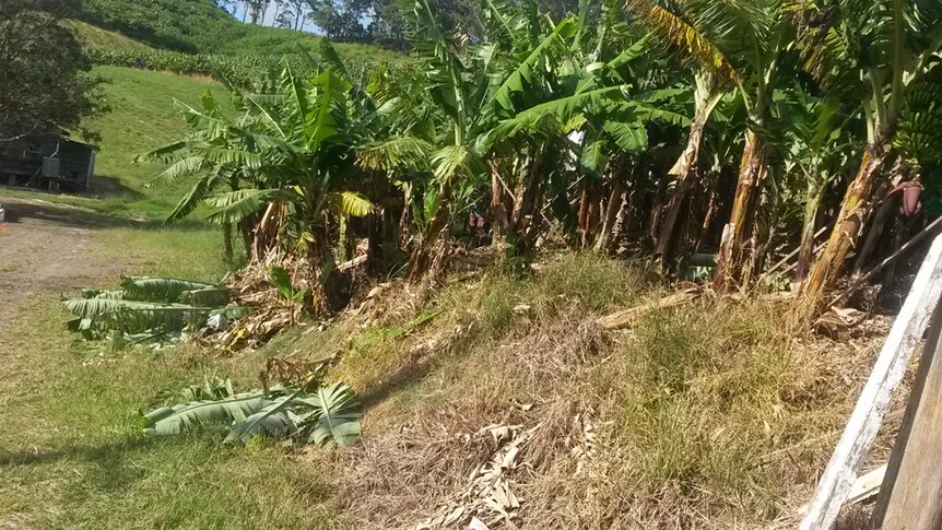 A banana plantation with a number of damaged plants laying on the ground.