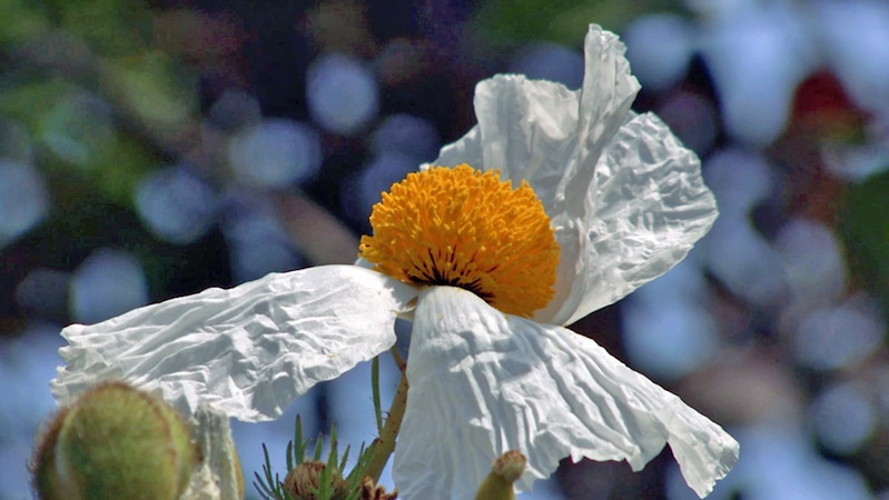 White papery-petalled flower with orange centre