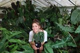 Woman holds an indoor plant inside a greenhouse with her propagated collection, she sells some to collectors.