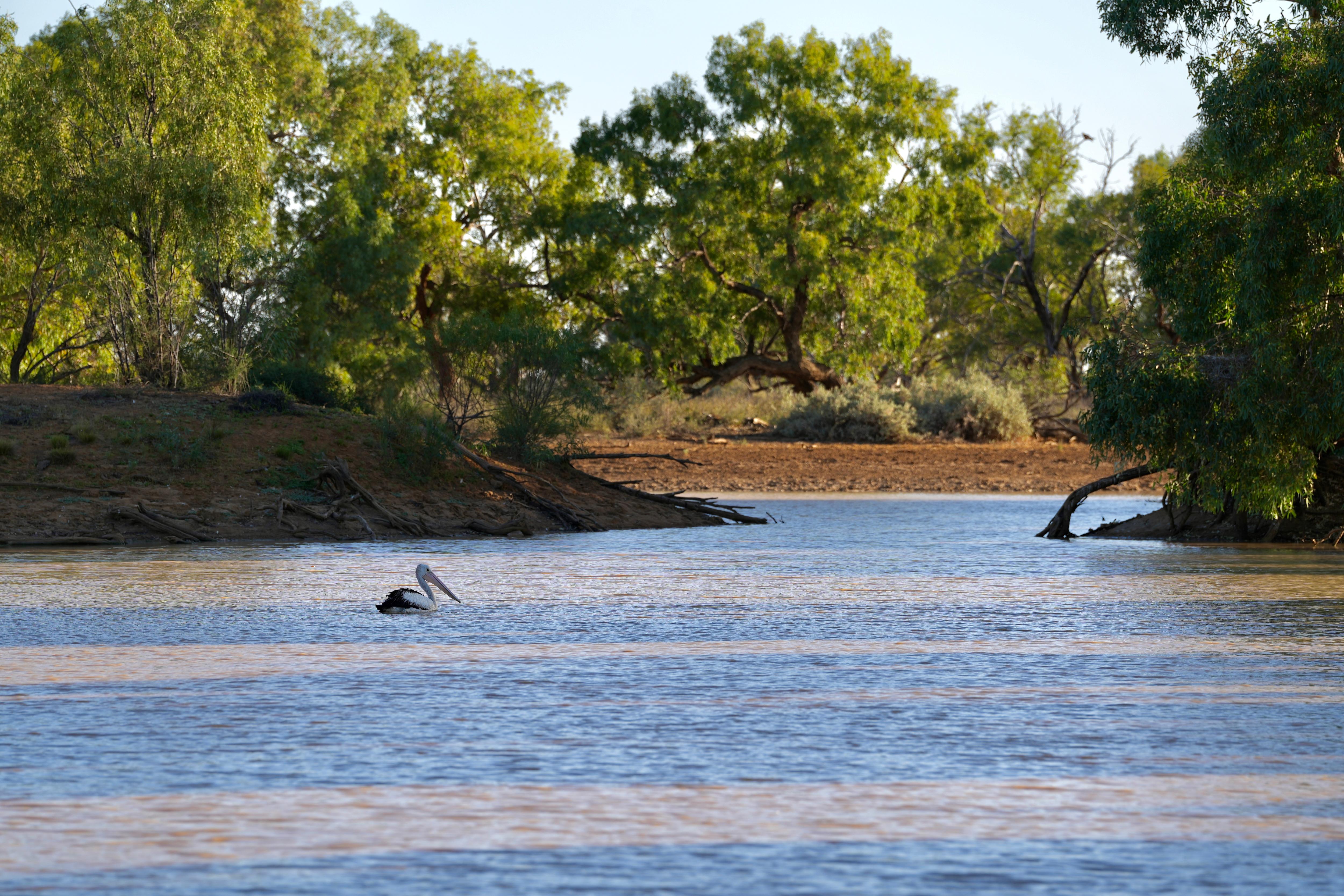 Un pelícano nada en una presa en el interior con árboles al fondo