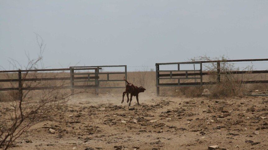 A calf in western Queensland is hoping for rain