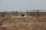 A calf in western Queensland is hoping for rain