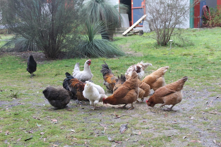 Chooks in a variety of colours pecking grain from the ground in front of a shed.