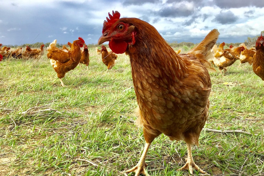 Chooks on pasture.