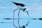 A black and white bird with thin pink legs looking at its reflection by the beach