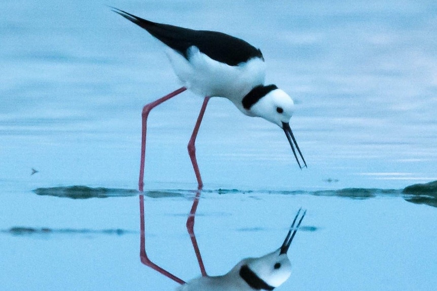 A black and white bird with thin pink legs looking at its reflection by the beach