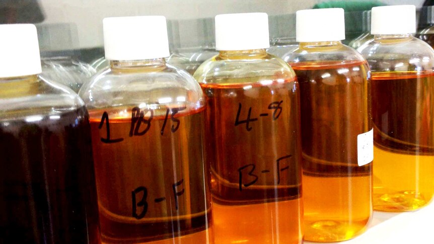 Bottles of canola oil in different shades of gold.
